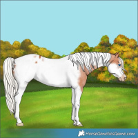 Horse Color:Silver Bay Tobiano Frame Appaloosa 