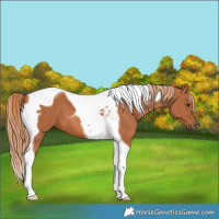 Horse Color:Chestnut Tobiano