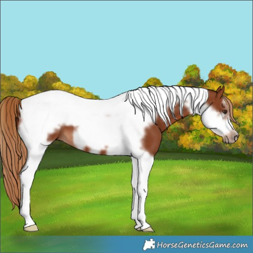Horse Color:Chestnut Tobiano Frame