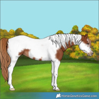 Horse Color:Chestnut Tobiano Frame 