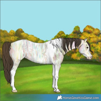 Horse Color:Buckskin Ice Sabino Tobiano