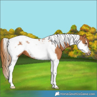 Horse Color:Chestnut Tobiano Frame 