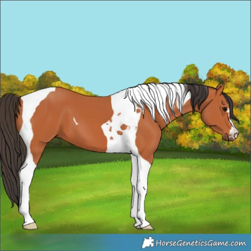 Horse Color:Bay Tobiano