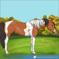 Horse Color:Bay Tobiano 