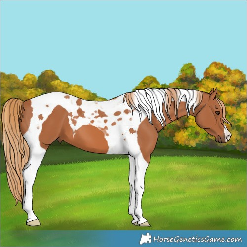 Horse Color:Chestnut Tobiano 