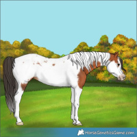 Horse Color:Bay Tobiano Frame 