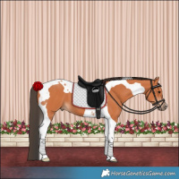 Horse Color:Bay Tobiano 