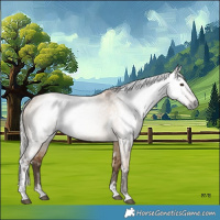 Horse Color:Gray White Spotted Silver Bay Dun Tobiano