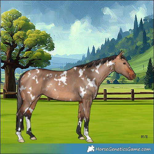 Horse Color:White Spotted Bay Dun Rabicano 