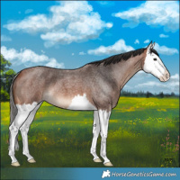 Horse Color:Bay Roan Splash