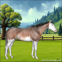 Horse Color:Bay Roan Splash