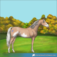 Horse Color:Silver Classic Champagne Frame 
