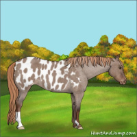 Horse Color:Liver Red Dun Roan Appaloosa 