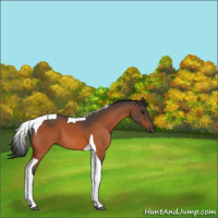 Horse Color:Bay Tobiano 