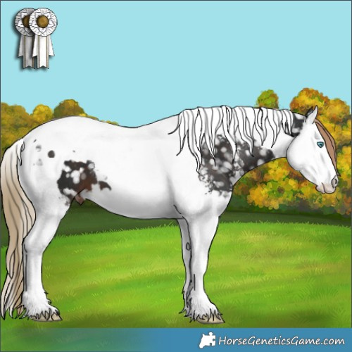 Horse Color:Liver Chestnut Sabino Splash Tobiano Appaloosa 