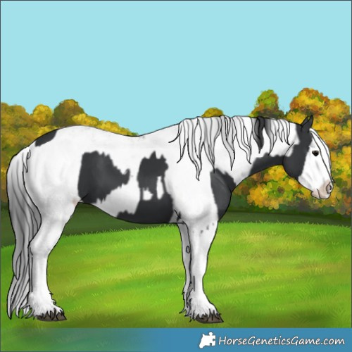 Horse Color:Black Sabino Splash  and Black Sabino Splash 