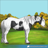 Horse Color:Black Sabino Splash  and Black Sabino Splash 