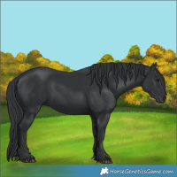 Horse Color:Black 