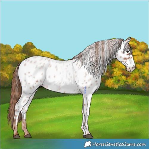 Horse Color:Red Roan Appaloosa 