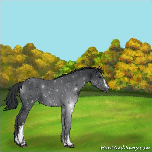 Horse Color:White Spotted Black 