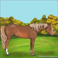 Horse Color:Chestnut Sabino