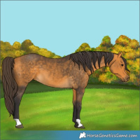 Horse Color:Buckskin 