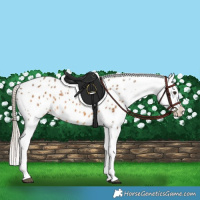 Horse Color:Chocolate Palomino Appaloosa