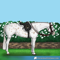 Horse Color:Chocolate Palomino Appaloosa 