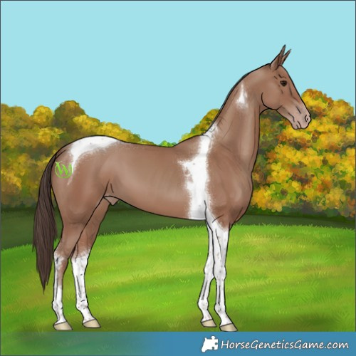 Horse Color:Classic Champagne Tobiano 