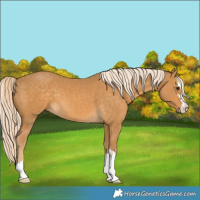 Horse Color:Palomino 