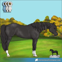 Horse Color:Smoky Black 