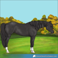 Horse Color:Smoky Black 