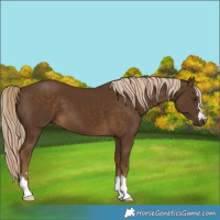 Horse Color:Chocolate Palomino 