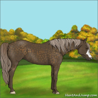 Horse Color:Chocolate Palomino 