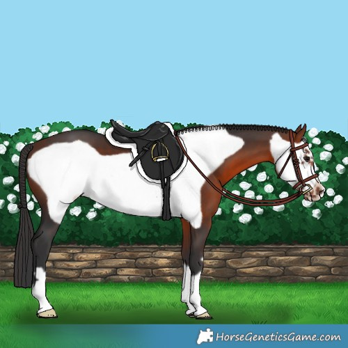 Horse Color:Bay Frame 