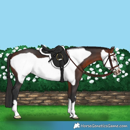 Horse Color:Bay Frame 