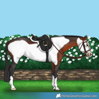 Horse Color:Bay Frame