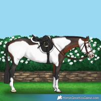 Horse Color:Bay Frame 