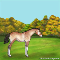 Horse Color:Bay Onyx 