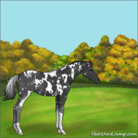 Horse Color:White Spotted Black 