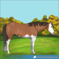 Horse Color:Bay Splash 