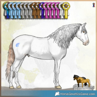 Horse Color:Classic Champagne Dun Sabino Tobiano Appaloosa Rabicano 