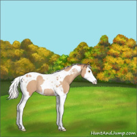 Horse Color:Silver Classic Champagne Splash Tobiano Varnish Rabicano 