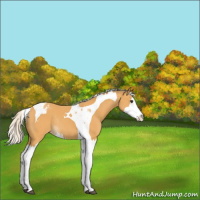 Horse Color:Silver Buckskin Splash Tobiano Varnish Rabicano 