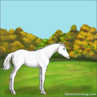Horse Color:White Spotted Silver Perlino Ice Splash Tobiano Frame Rabicano 