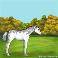 Horse Color:Grullo Ice Roan Splash Frame Varnish Rabicano