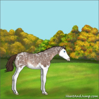 Horse Color:Liver Chestnut Ice Sabino Splash Rabicano