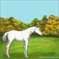 Horse Color:Bay Ice Sabino Splash Tobiano Frame Varnish Rabicano 