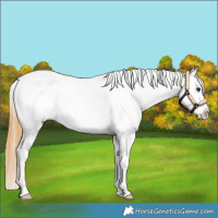Horse Color:White Spotted Buckskin Dun Appaloosa 