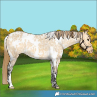 Horse Color:White Spotted Buckskin Dun Appaloosa